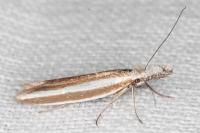 Pleurota aristella