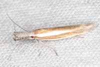 Pleurota aristella