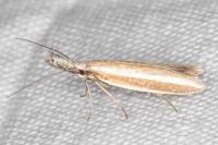 Pleurota aristella