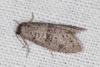 Penestoglossa dardoinella