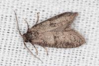 Penestoglossa dardoinella