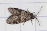 Penestoglossa dardoinella