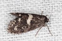 Penestoglossa gallica