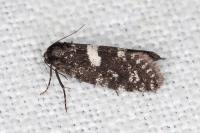Penestoglossa gallica