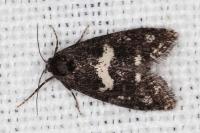 Penestoglossa gallica