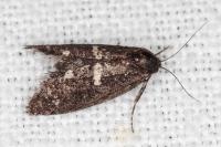 Penestoglossa gallica