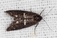 Penestoglossa gallica