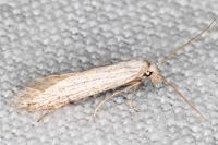 Pterolonche