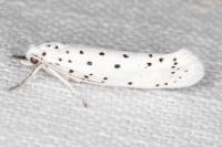 Yponomeuta