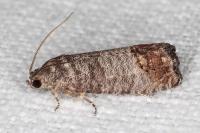 Cydia pomonella