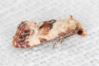 Neocochylis millierana