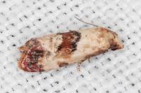 Neocochylis millierana