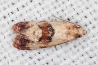 Neocochylis millierana
