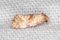 Neocochylis molliculana