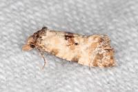 Neocochylis molliculana