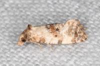 Neocochylis molliculana