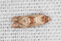 Neocochylis molliculana