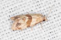 Phalonidia contractana
