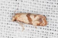 Phalonidia contractana