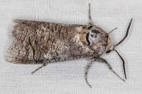 Cossus cossus
