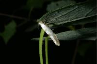 Argyresthia