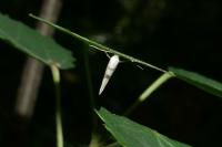 Argyresthia
