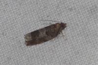 Ancylis achatana