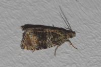 Celypha lacunana