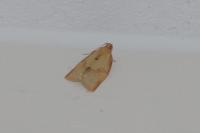 Clepsis consimilana