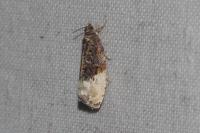 Hedya nubiferana