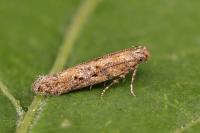 Scrobipalpa salinella