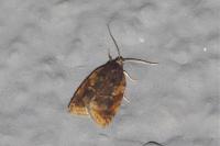 Acleris umbrana