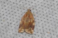 Archips xylosteana