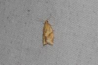 Clepsis consimilana