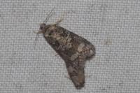 Cnephasia