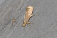 Crassa unitella
