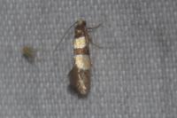 Goidanichiana jourdheuillella