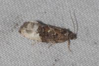 Hedya nubiferana
