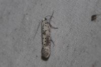 Yponomeuta irrorella