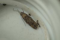 Carpatolechia decorella