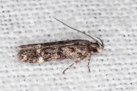 Caryocolum leucomelanellum