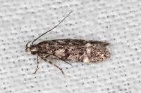 Caryocolum leucomelanellum