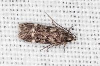 Caryocolum leucomelanellum