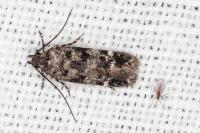 Caryocolum leucomelanellum