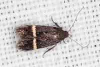 Aproaerema cincticulella
