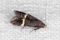 Aproaerema cincticulella