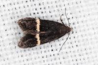 Aproaerema cincticulella