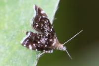 Prochoreutis myllerana