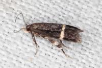 Aproaerema cincticulella