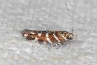 Vulcaniella grabowiella
